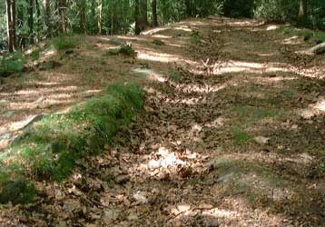 Alter Kohlenweg im Schevener Holz