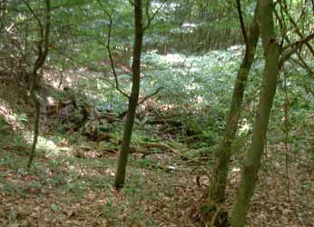 Pinge im Vosskuhlenbusch