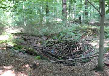 Pinge im Rombergpark