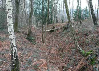 Flzausstrich am Selbecker Hof