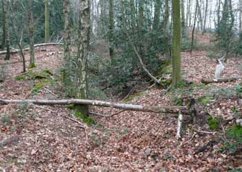 Flzausstrich am Selbecker Hof